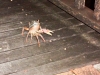 Getting Crabby