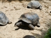 Seychelles Giant Tortoise