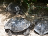 Seychelles Giant Tortoise