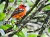 Madagascar Red Fody