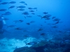 Scuba