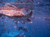 Snorkeling with a turtle!