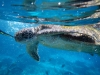 Snorkeling with a turtle!