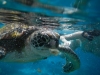 Snorkeling with a turtle!