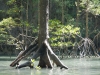 Mangrove Cave