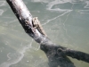 Mudskippers in Mangrove Cave